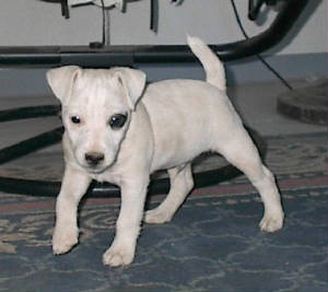 petey3.JPG